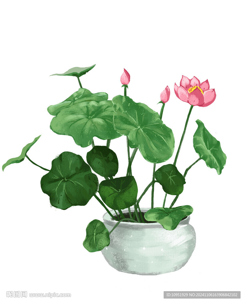 碗莲插画  