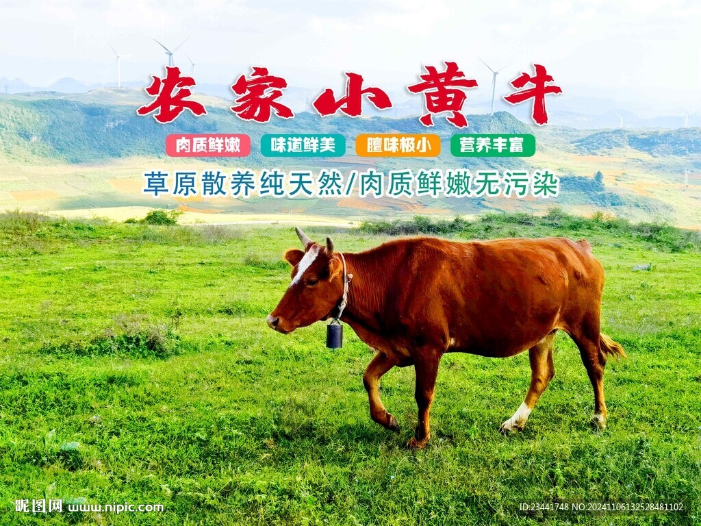 农家小黄牛
