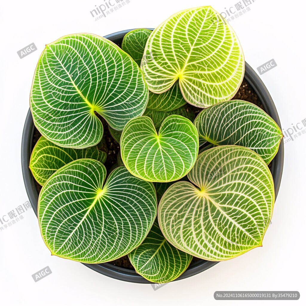 龟背叶观赏植物