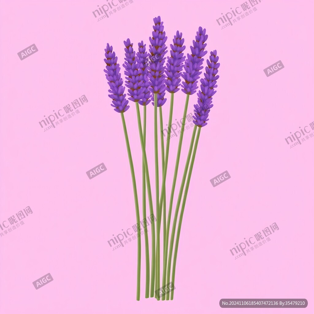 薰衣草插画