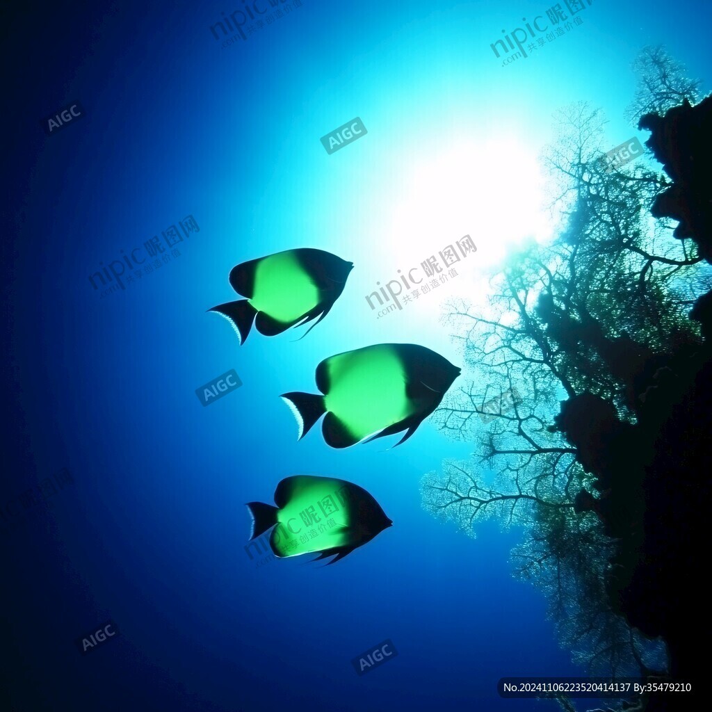 海底世界壁纸