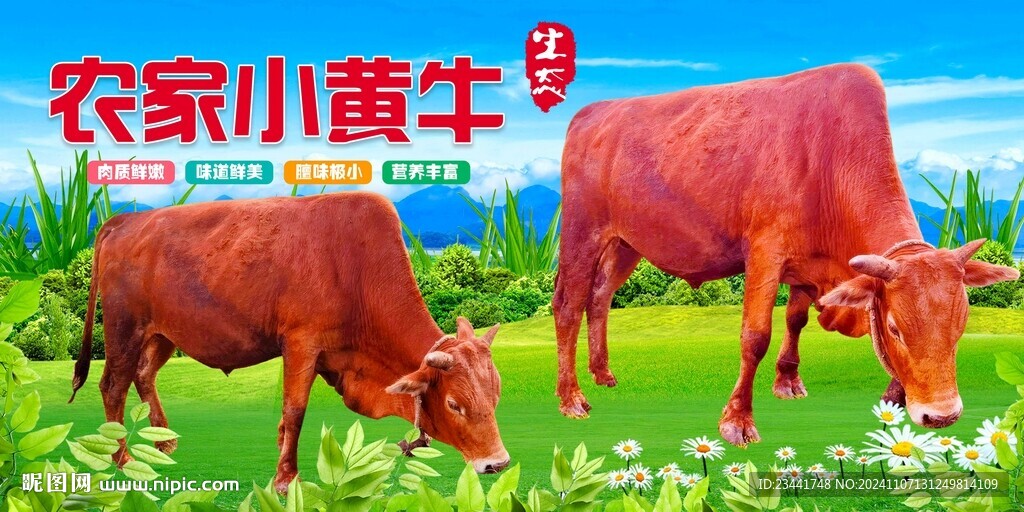 农家黄牛