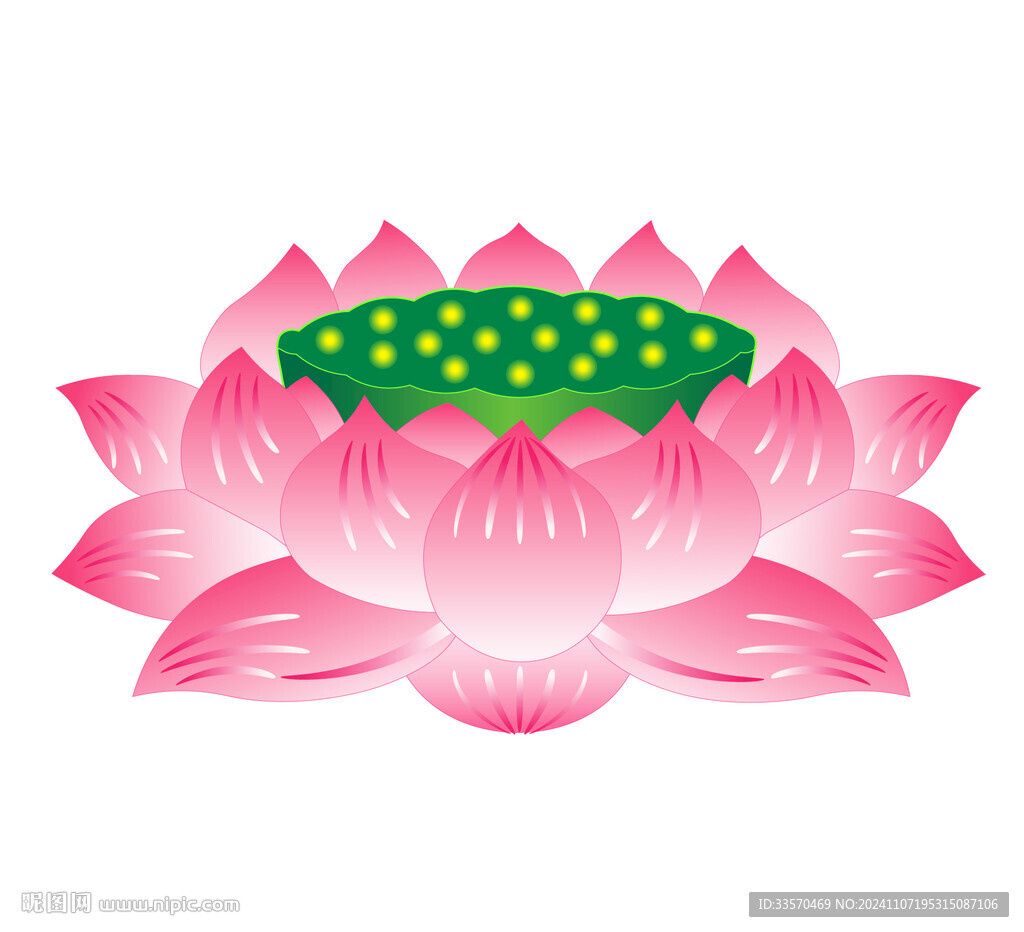 莲花 荷花