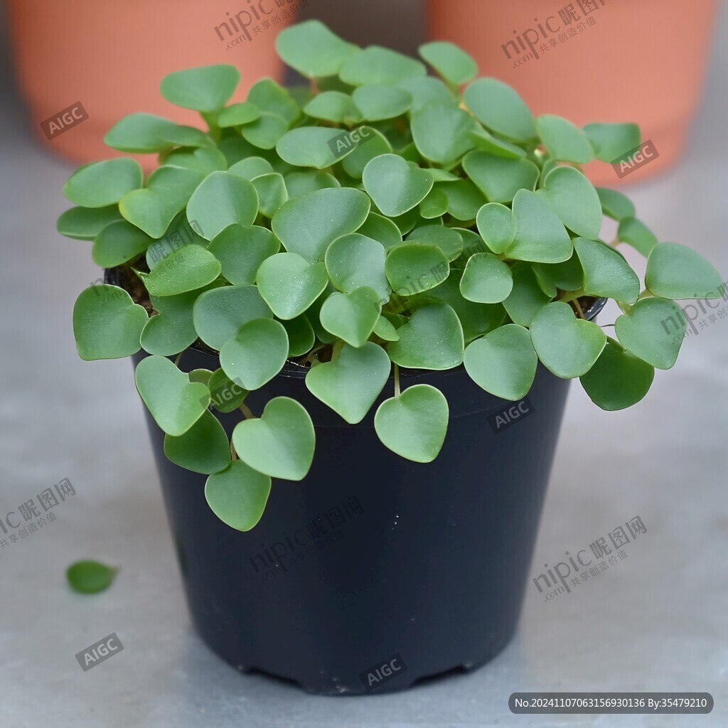 金钱草盆栽