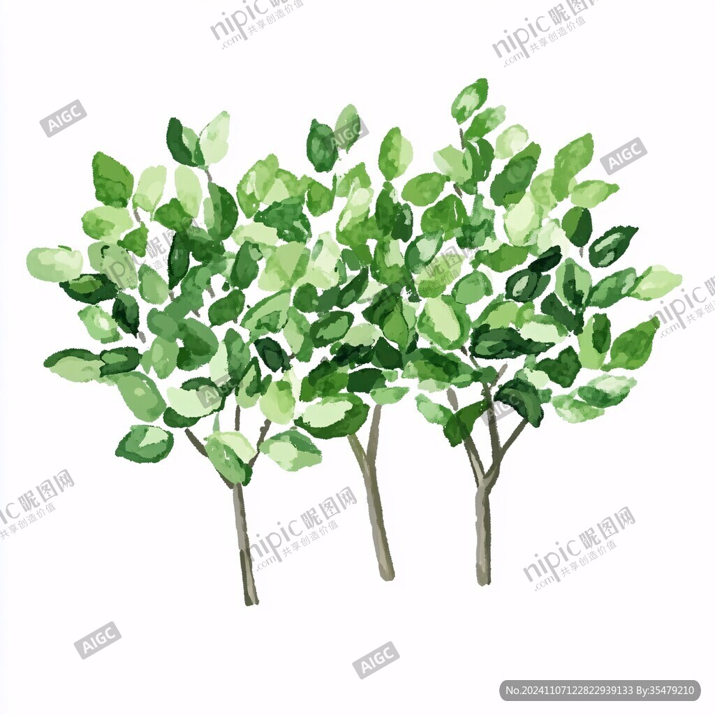 手绘白蜡树