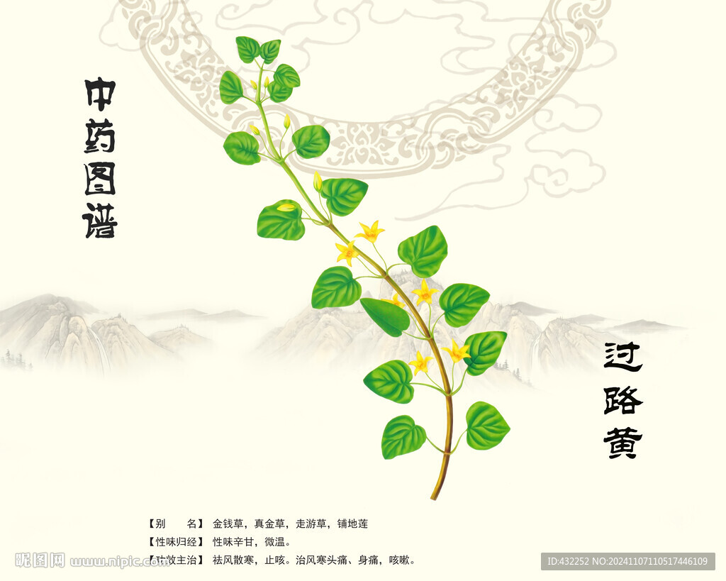 过路黄金钱草