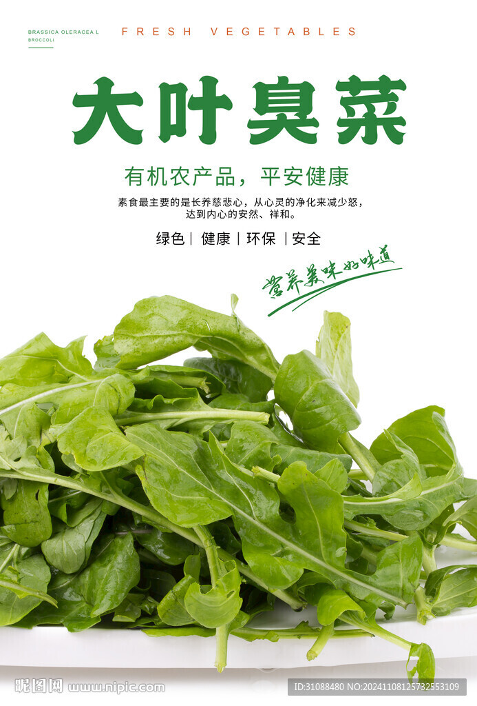大叶臭菜海报