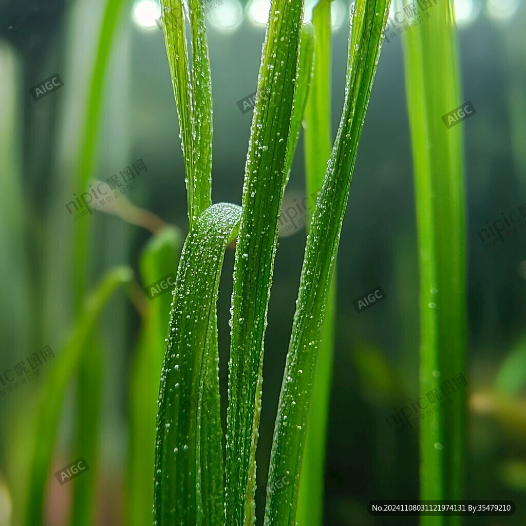 麦草水珠