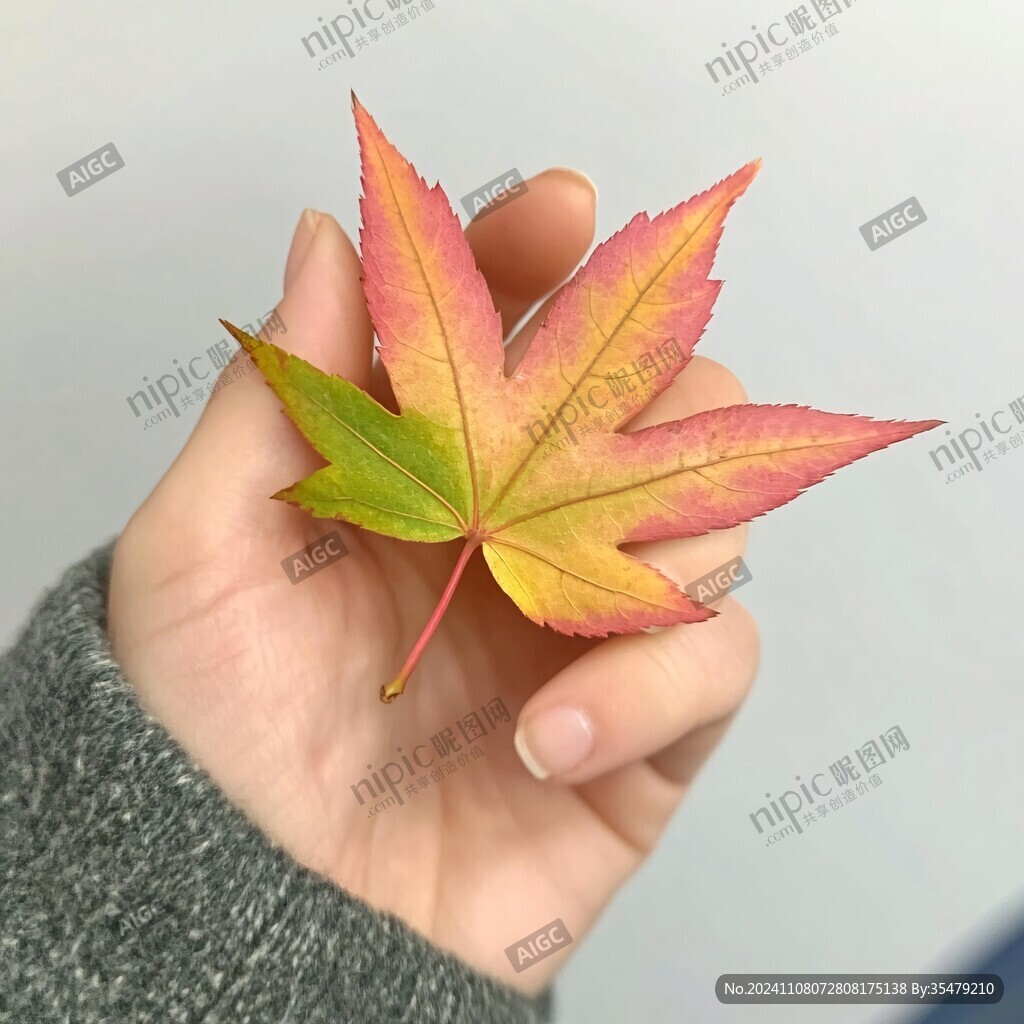 入秋一棵枫