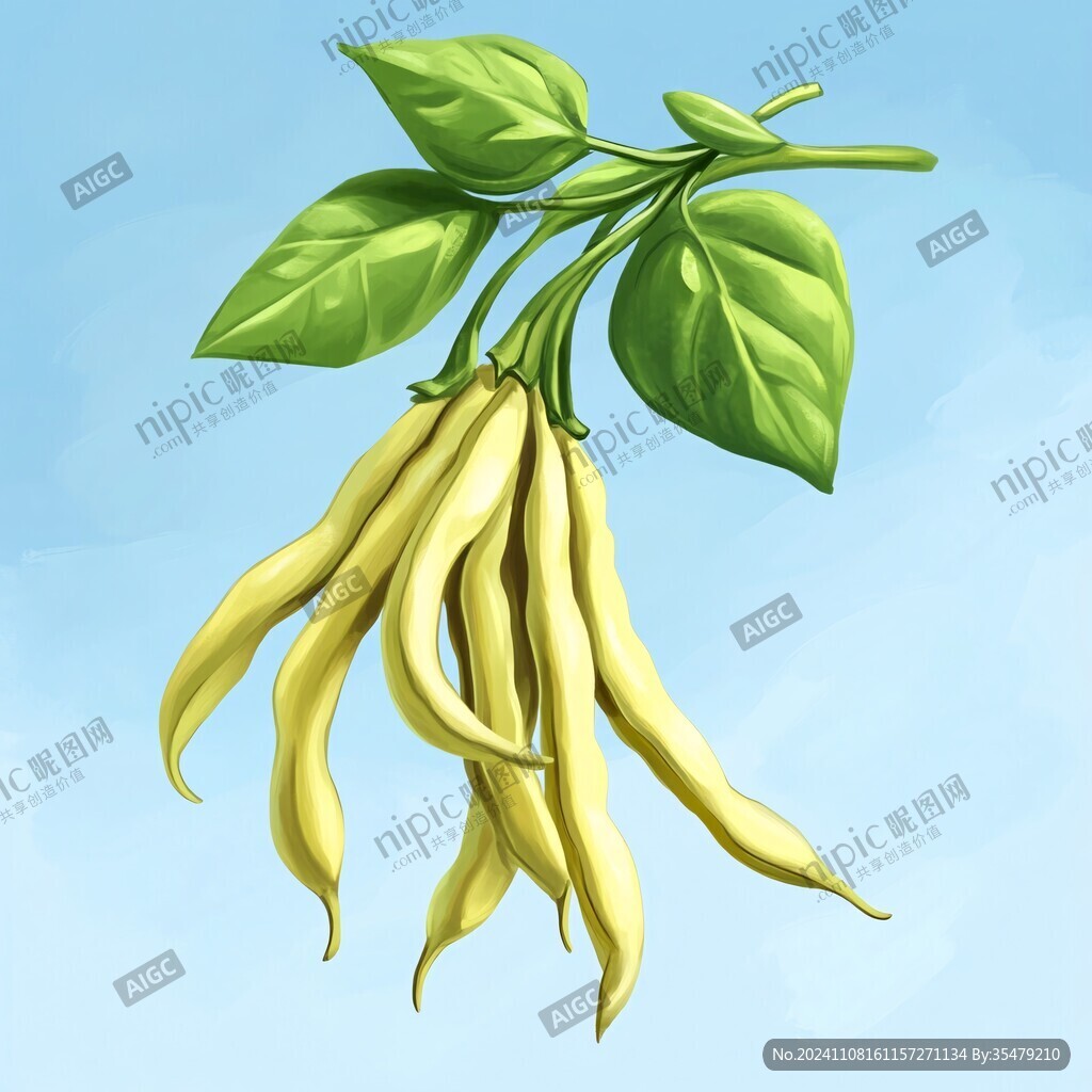 大豆写实插画