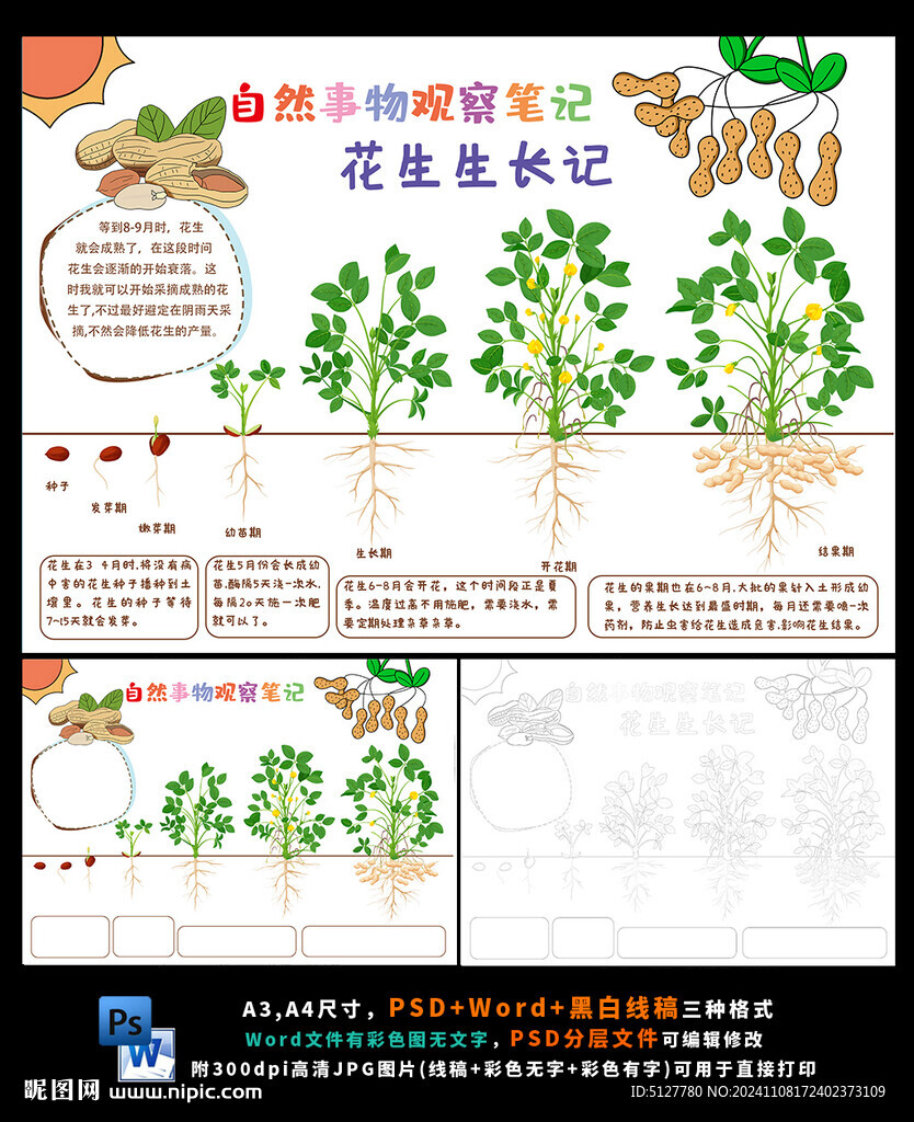 花生生长日记小报