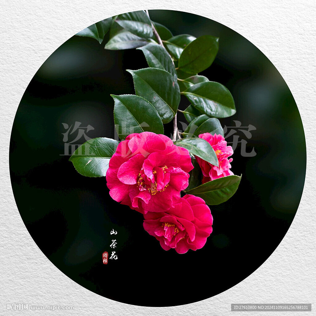 红色山茶花