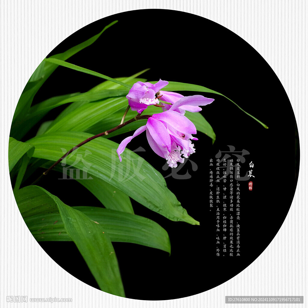 白芨