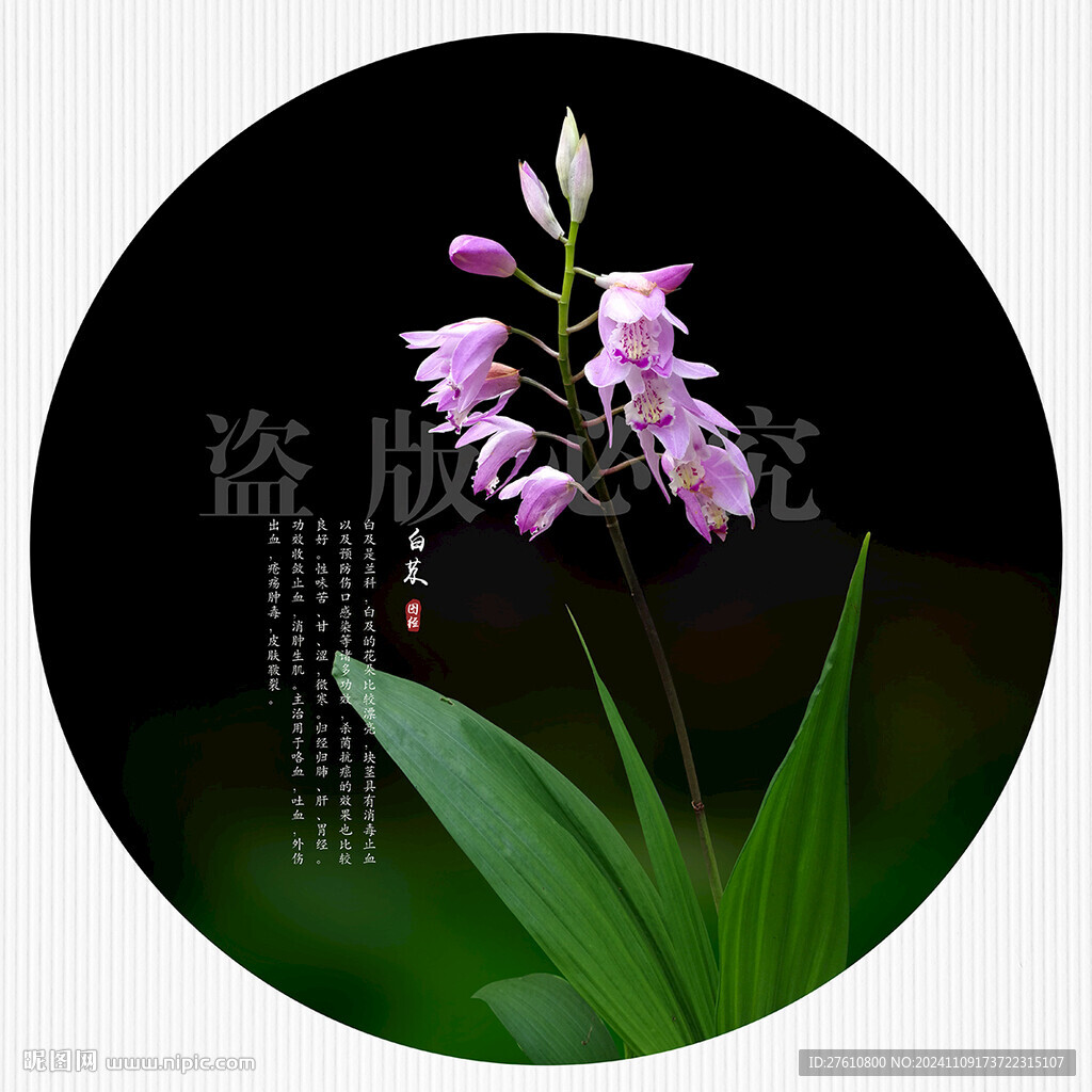 白芨