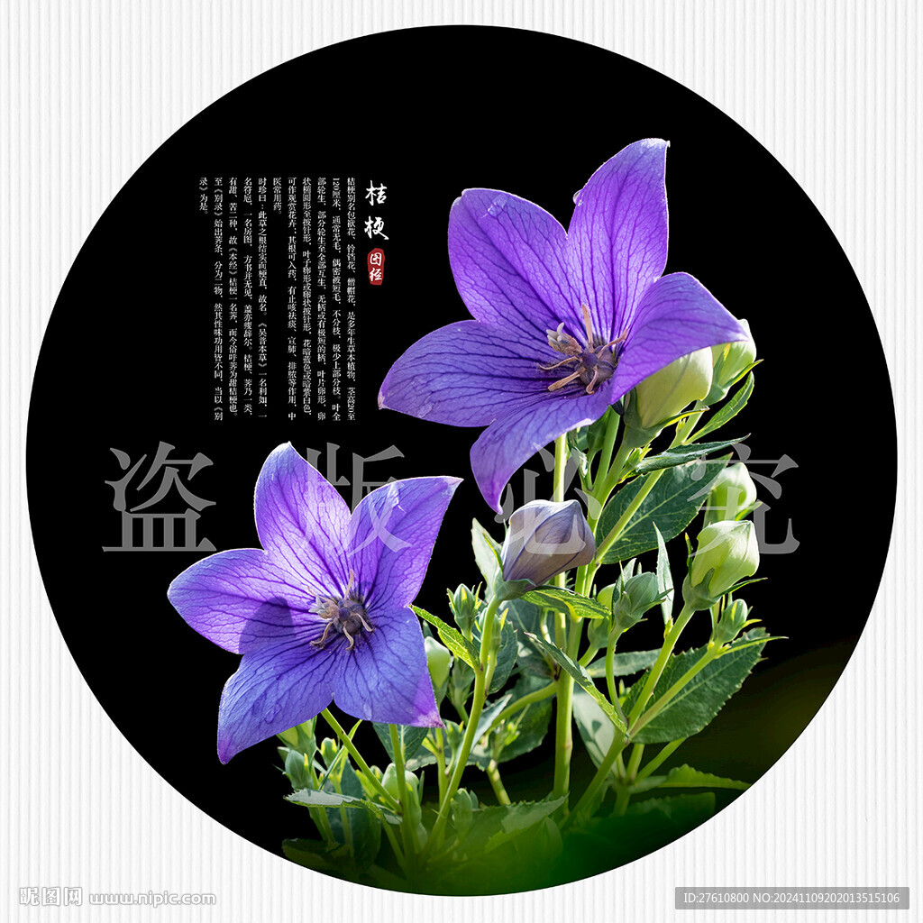 桔梗花