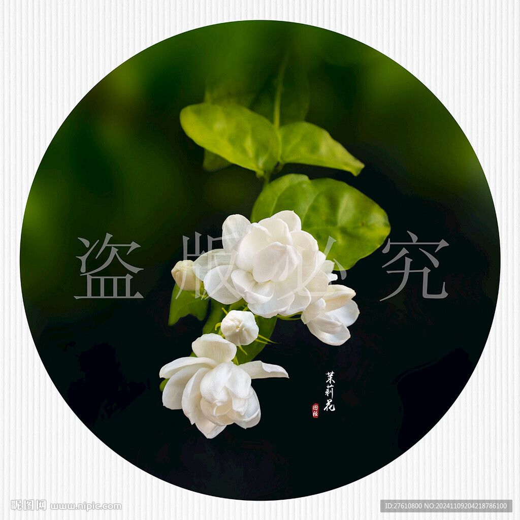 茉莉花