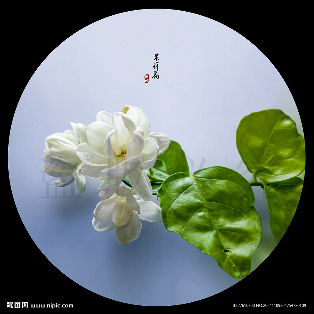 茉莉花