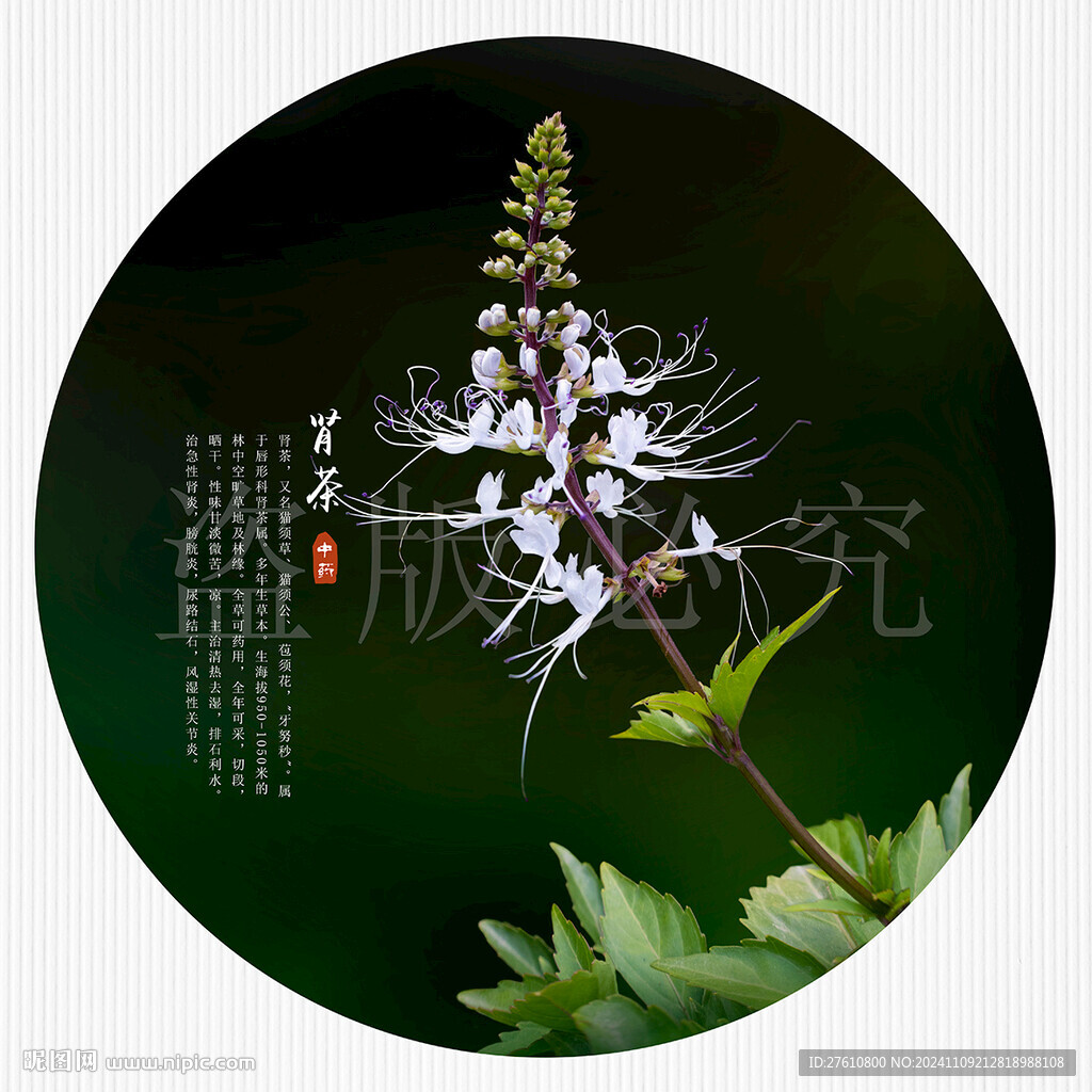 肾茶