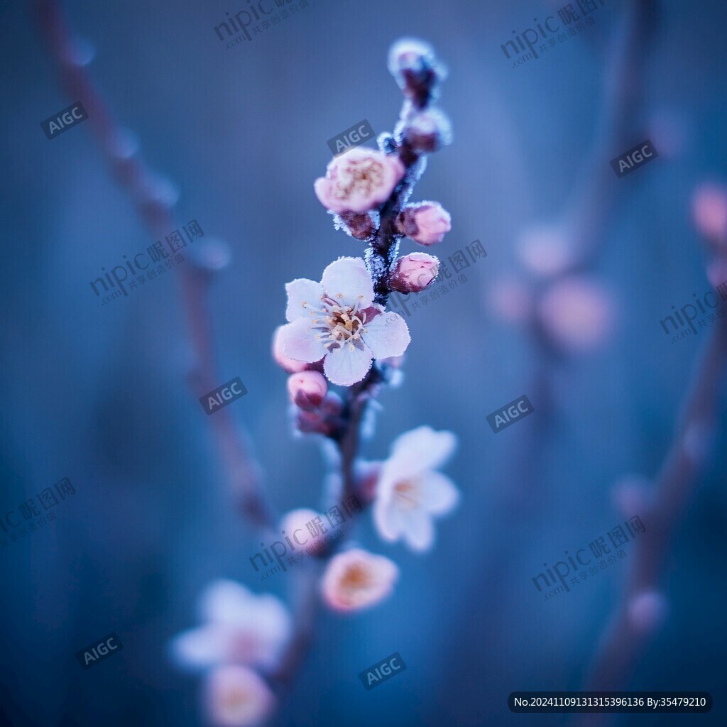 唯美梅枝花
