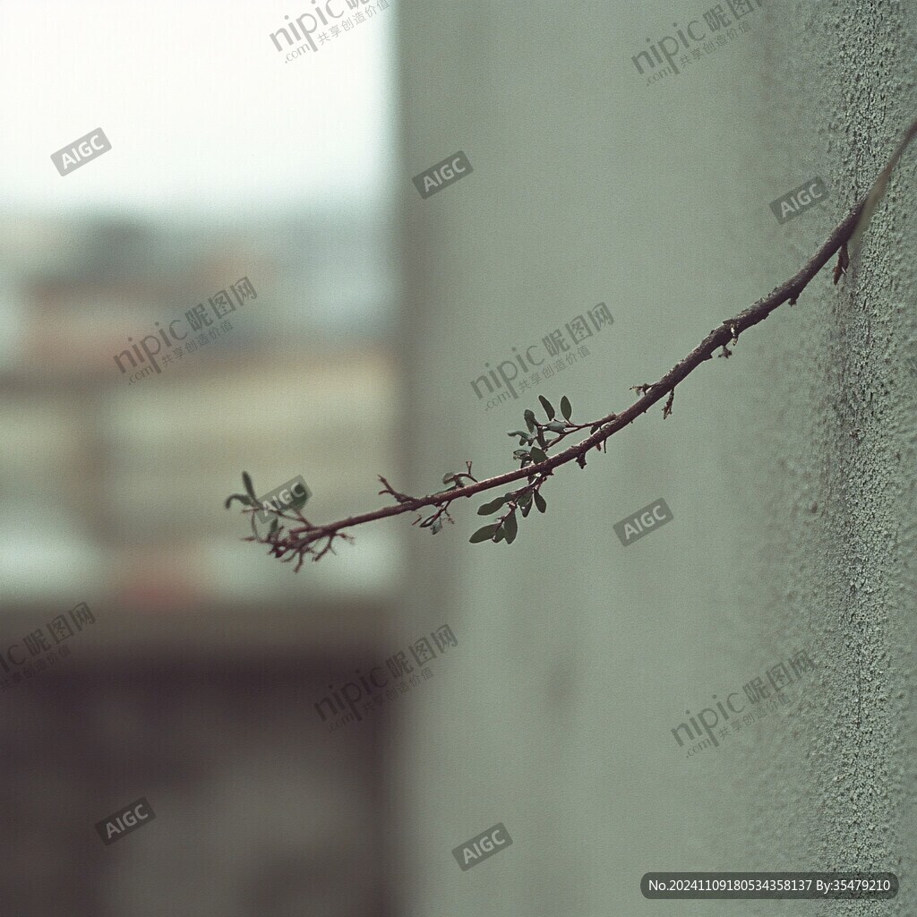 墙外一枝花