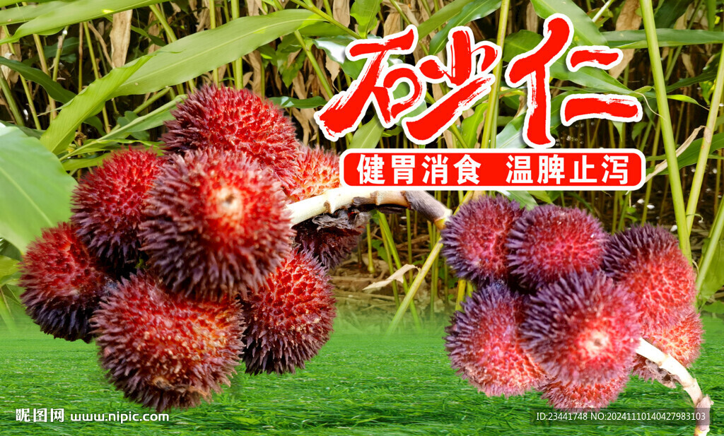 砂仁