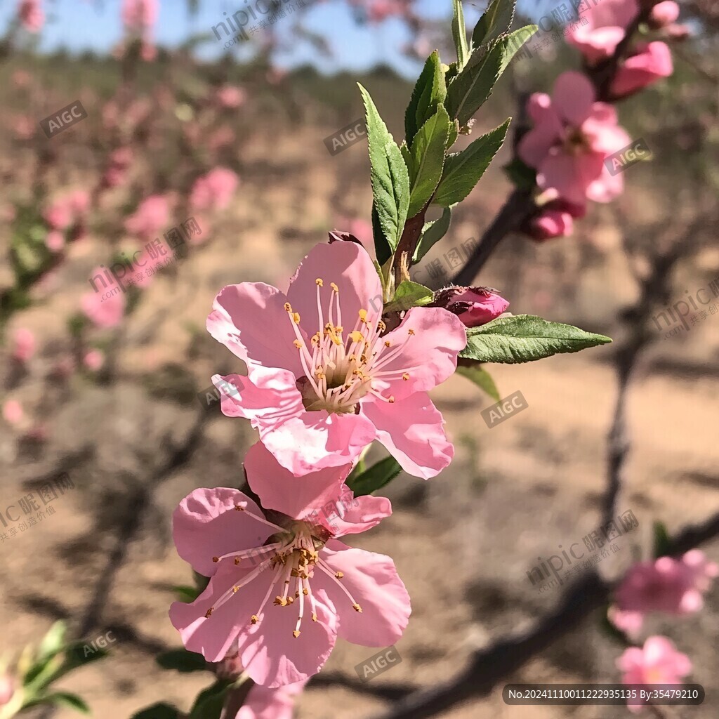 采油工地桃花
