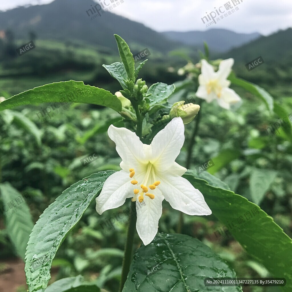 山药花开