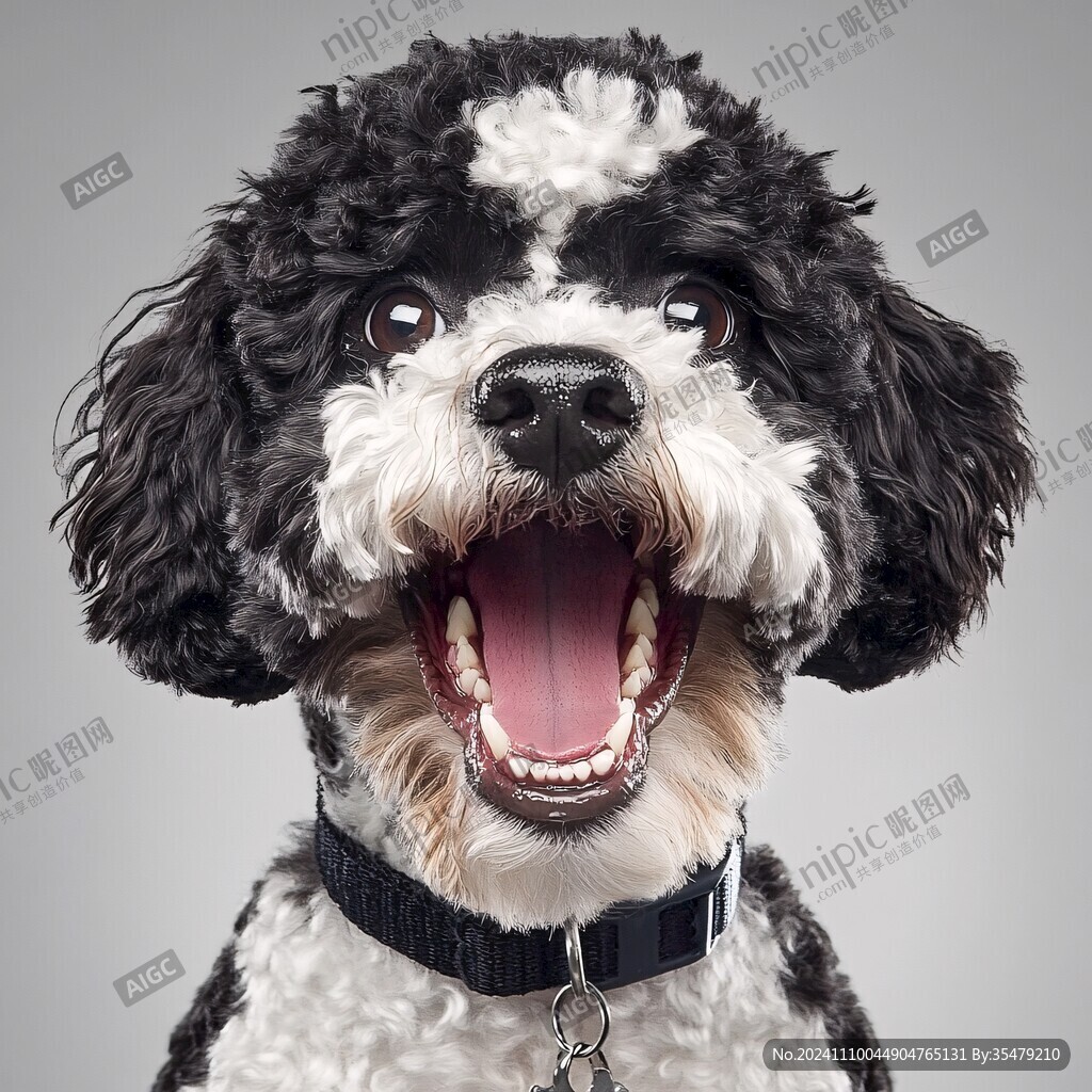 欢快的贵宾犬