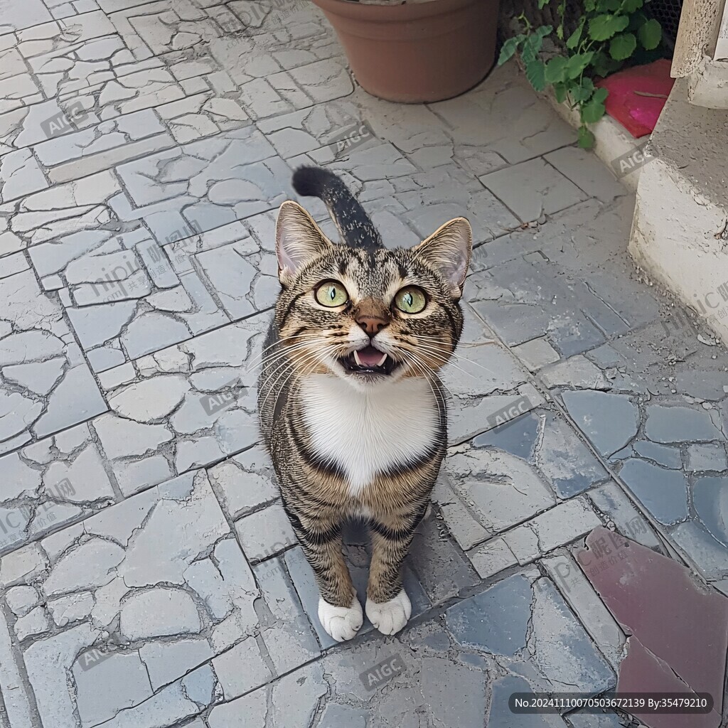 瞪大眼睛的猫