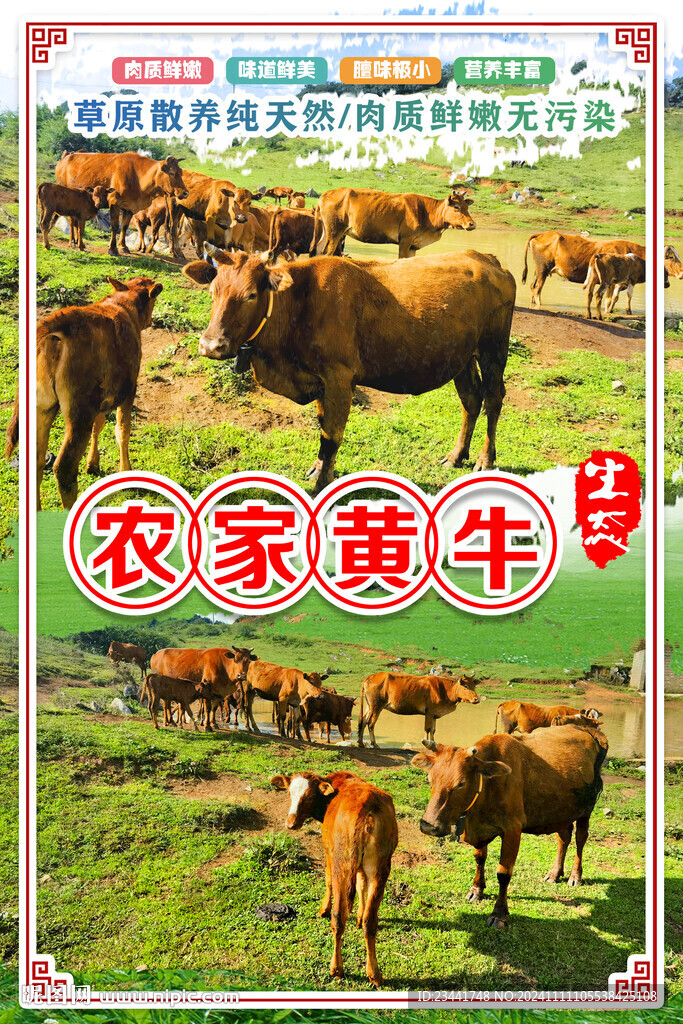 农家黄牛