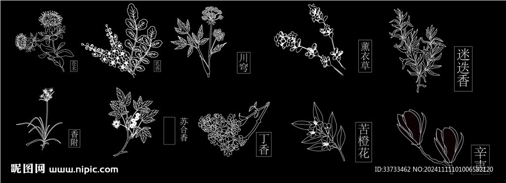 植物药材手绘矢量图