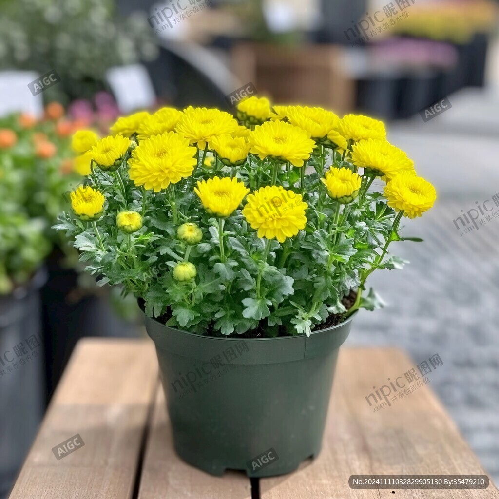 金球菊植株
