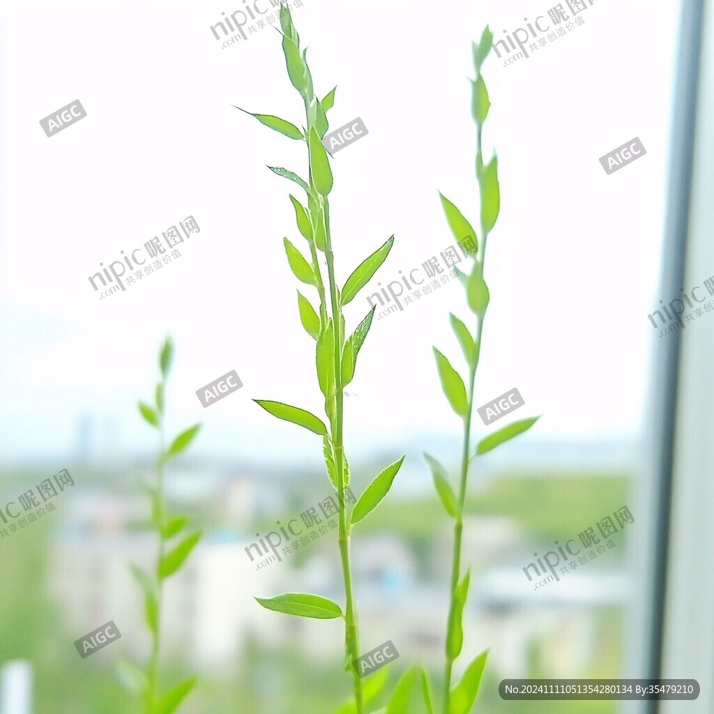 窗外的植物