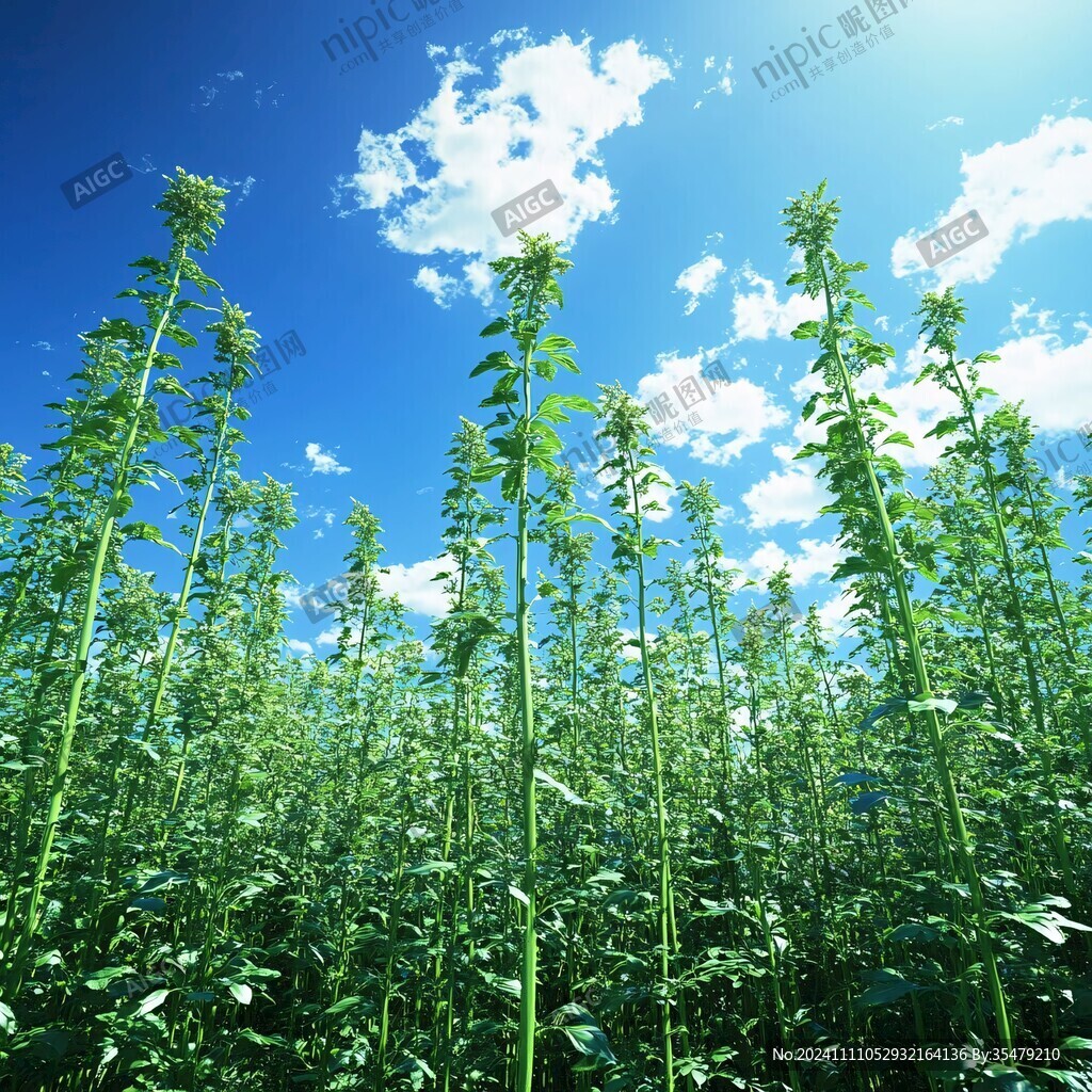 蓝天芝麻