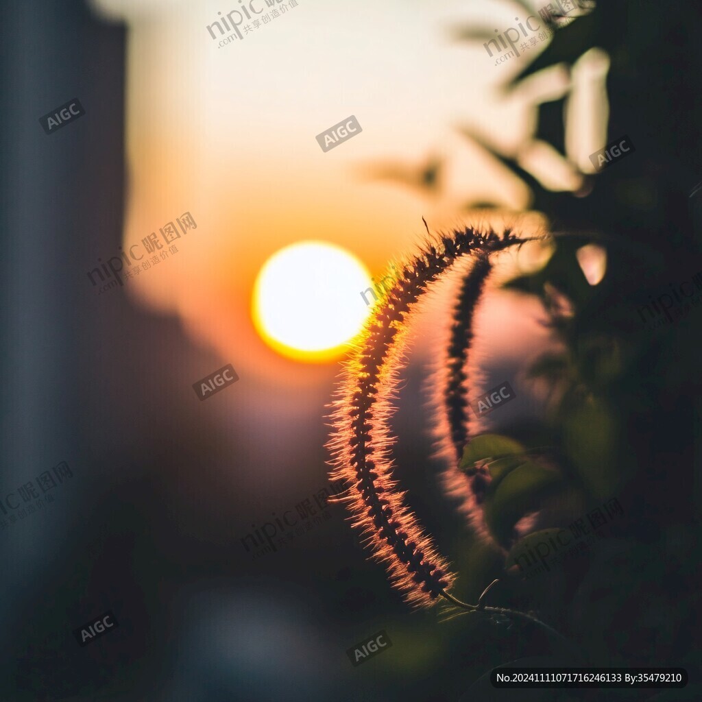 夕阳与狼尾草