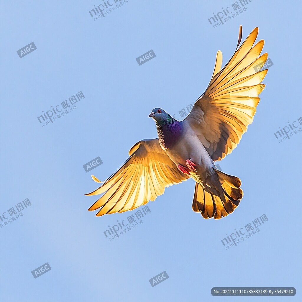 霞光鸽影