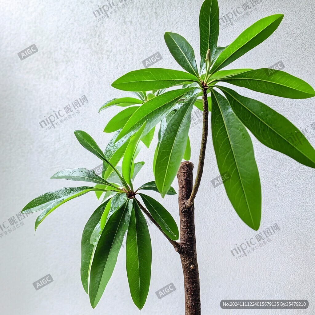 鸡蛋花叶子