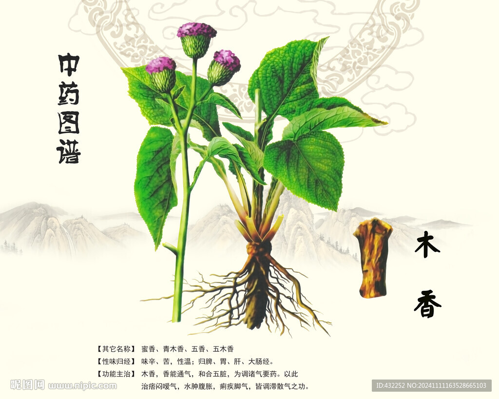 木香中药木香