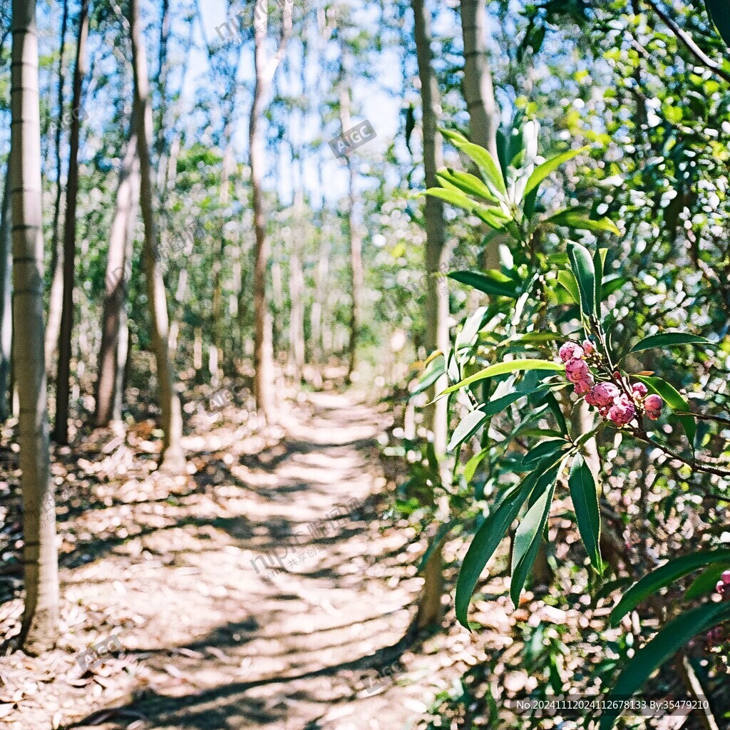 小桉路