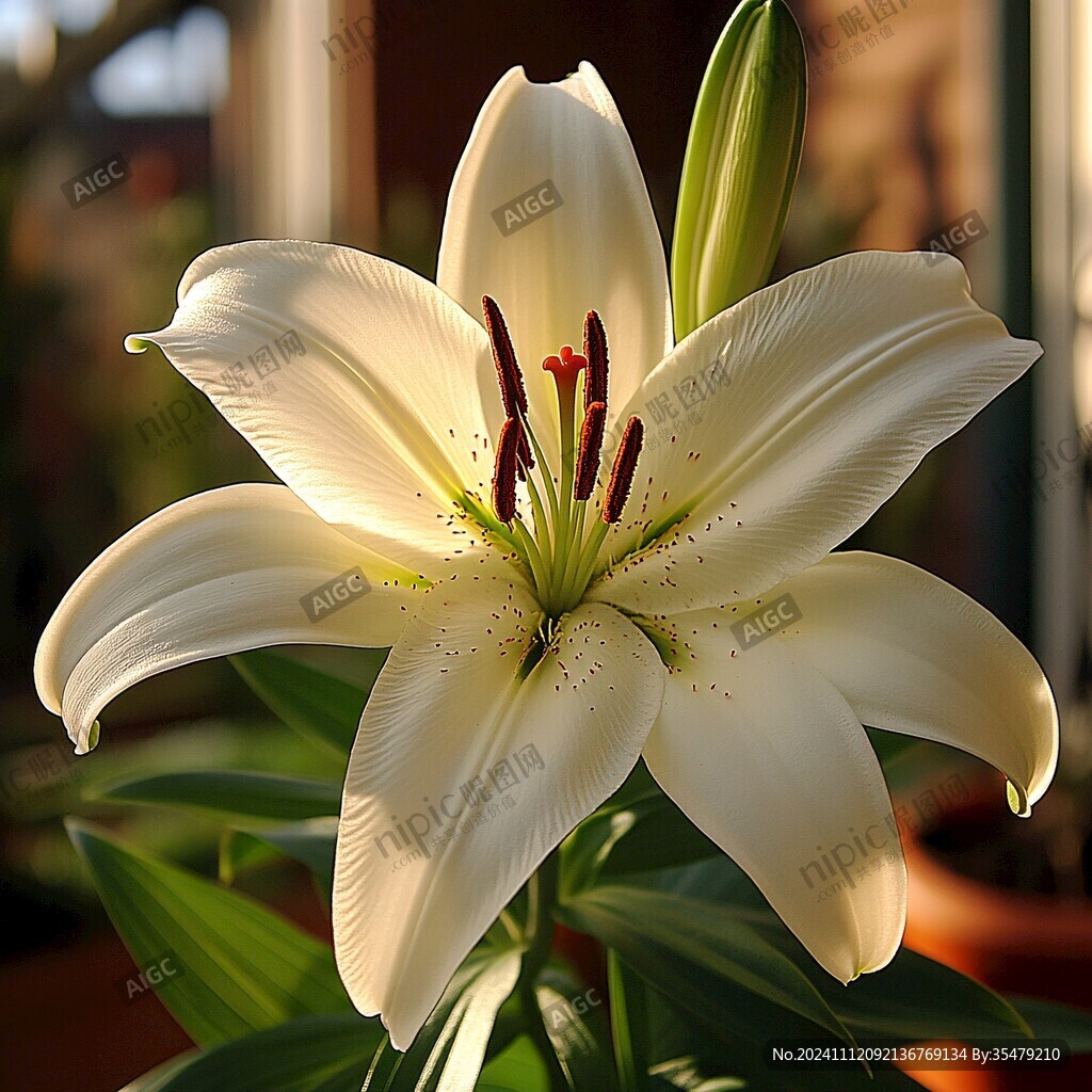 阳光下的百合花