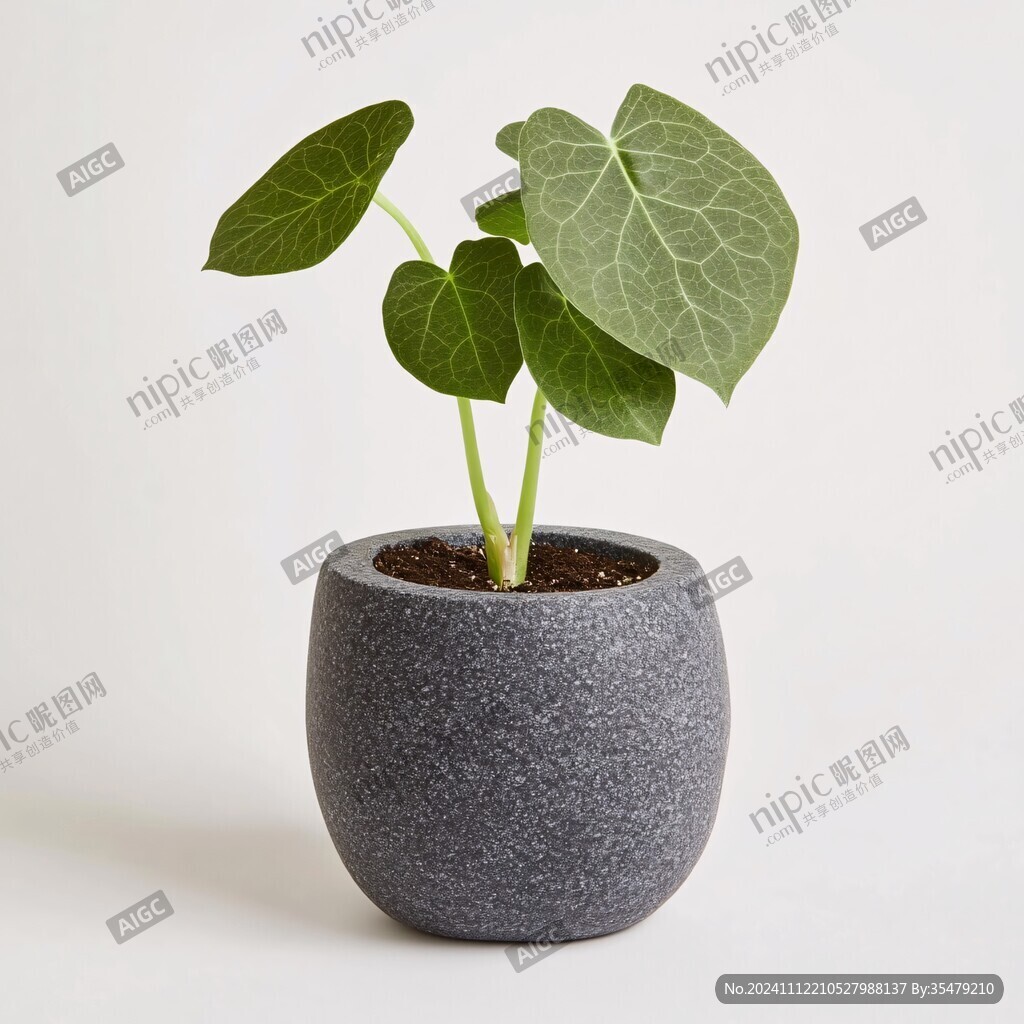红薯青花瓷盆栽
