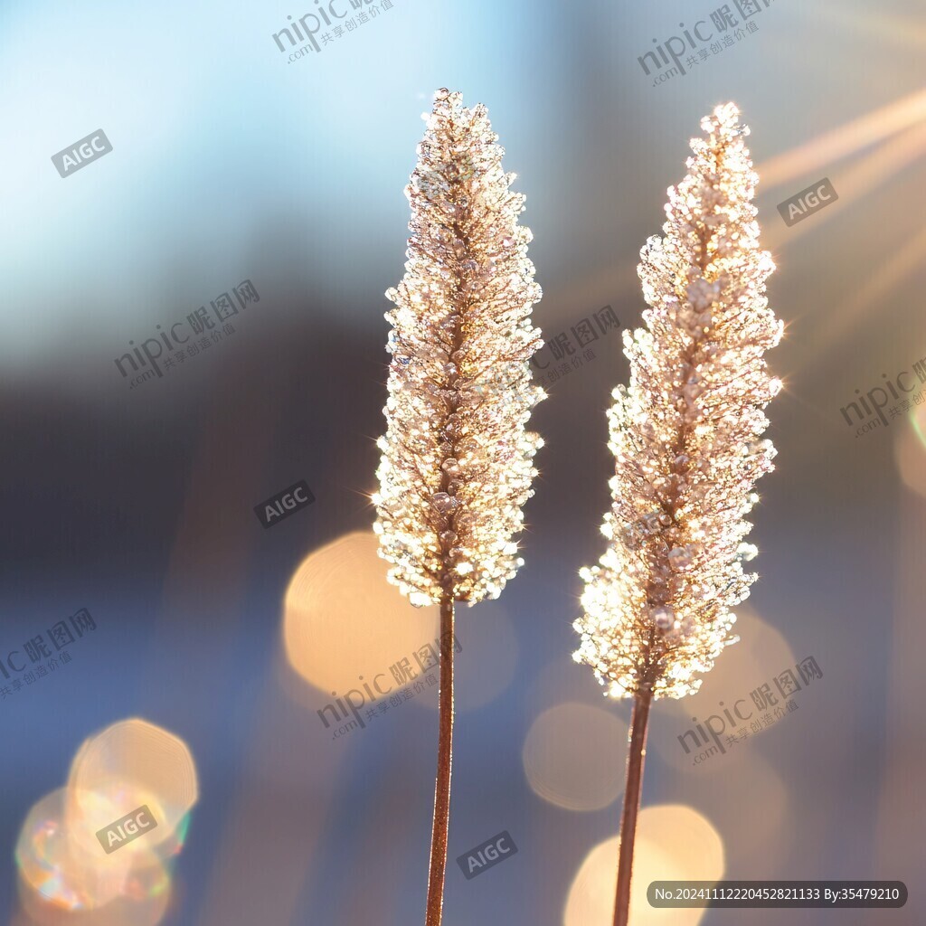 狗尾草暖色背景