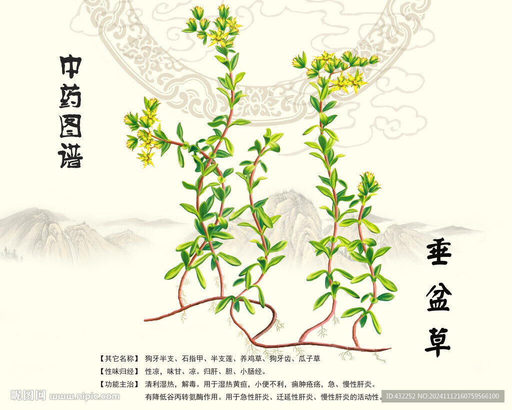 垂盆草中药垂盆草