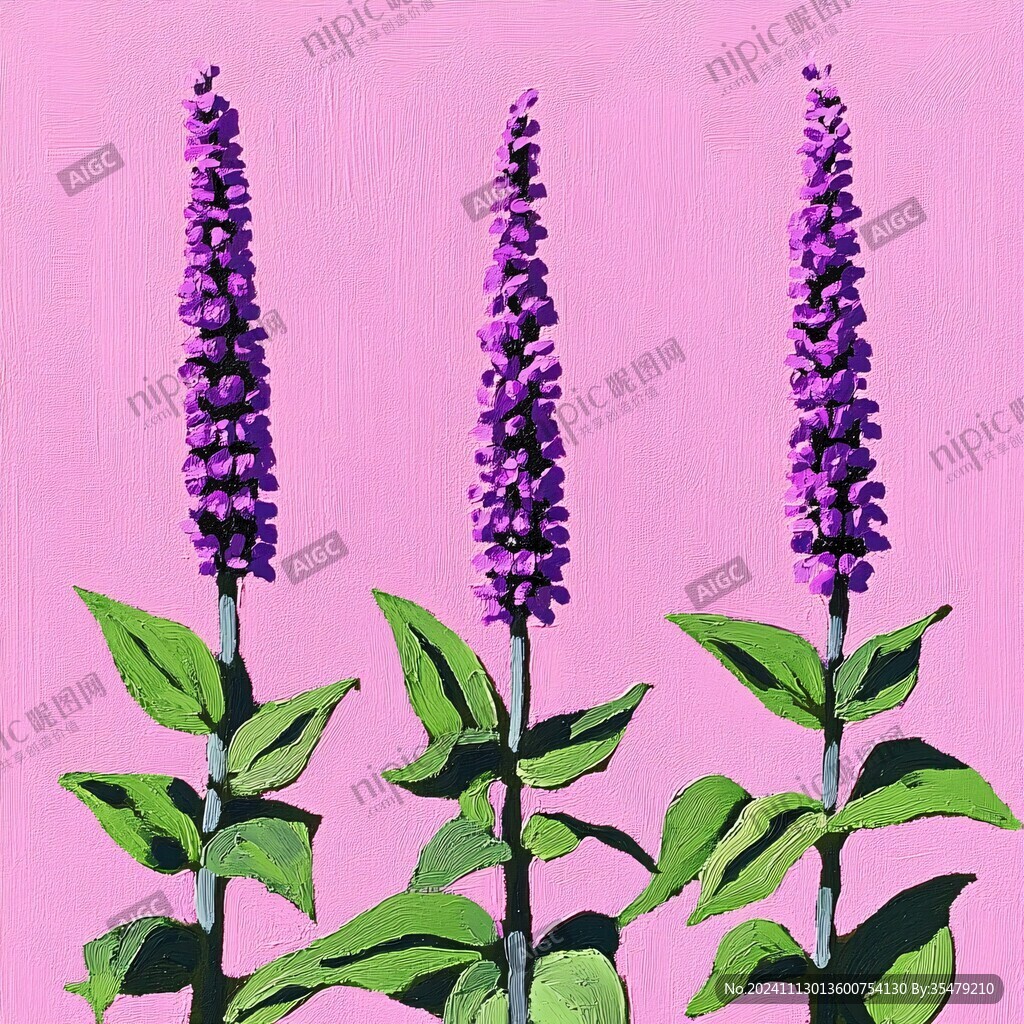 粉萼鼠尾草