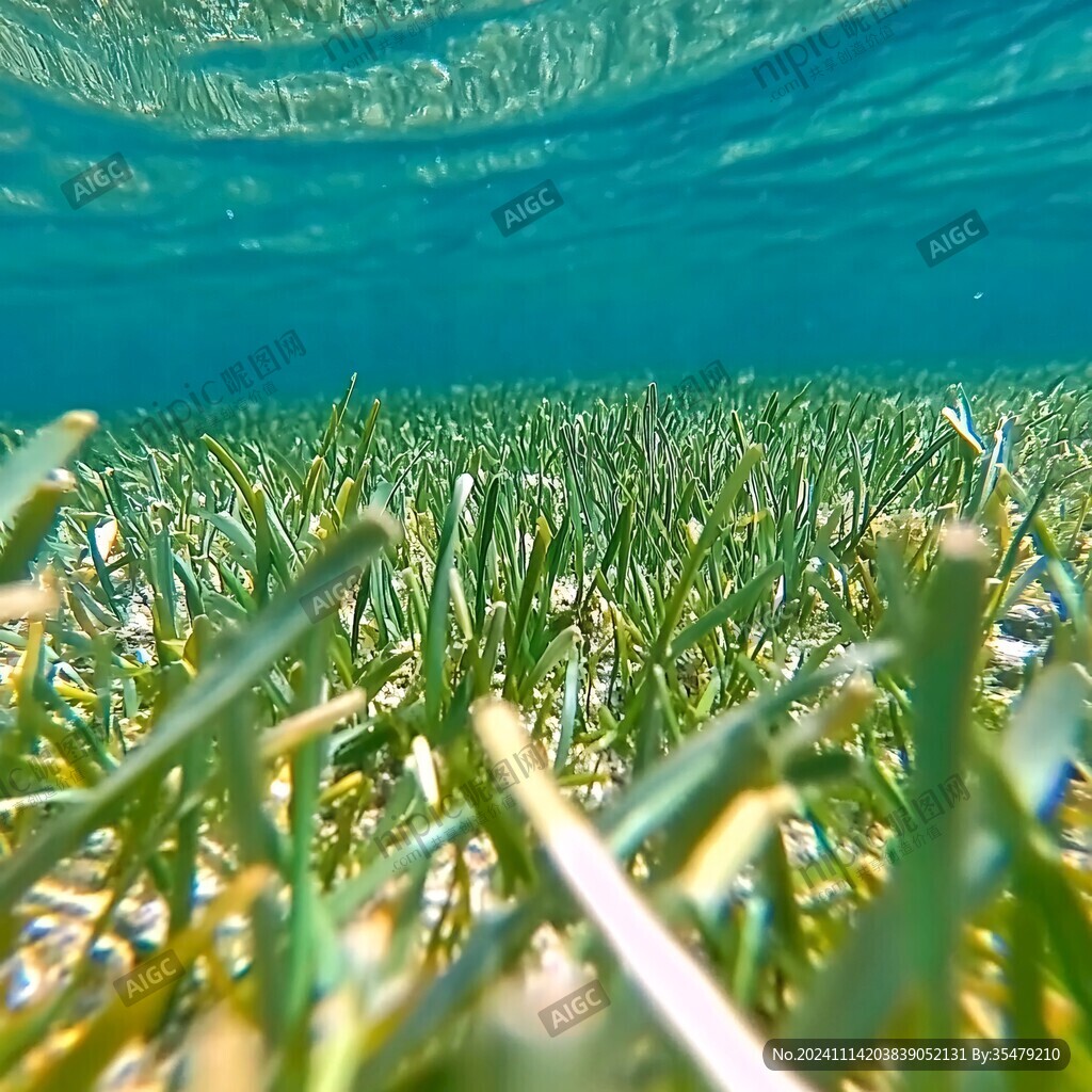 水底草荇