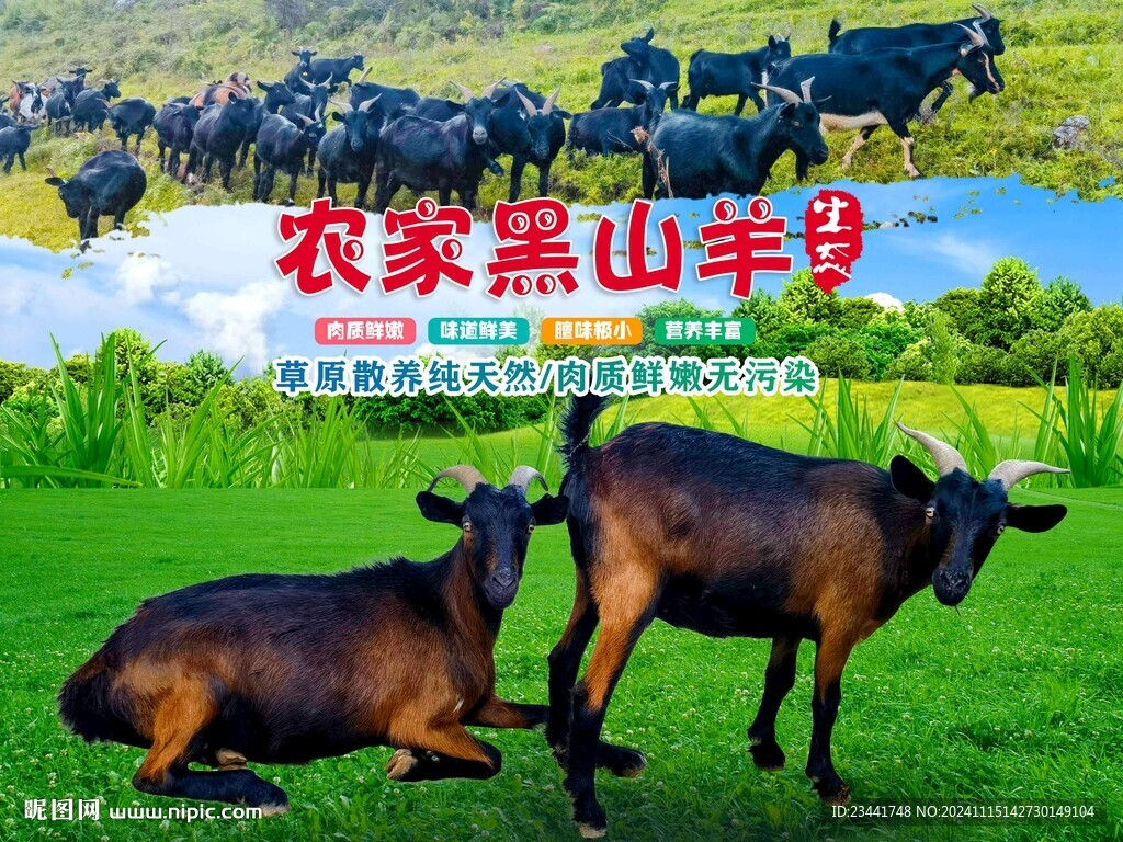 农家黑山羊海报