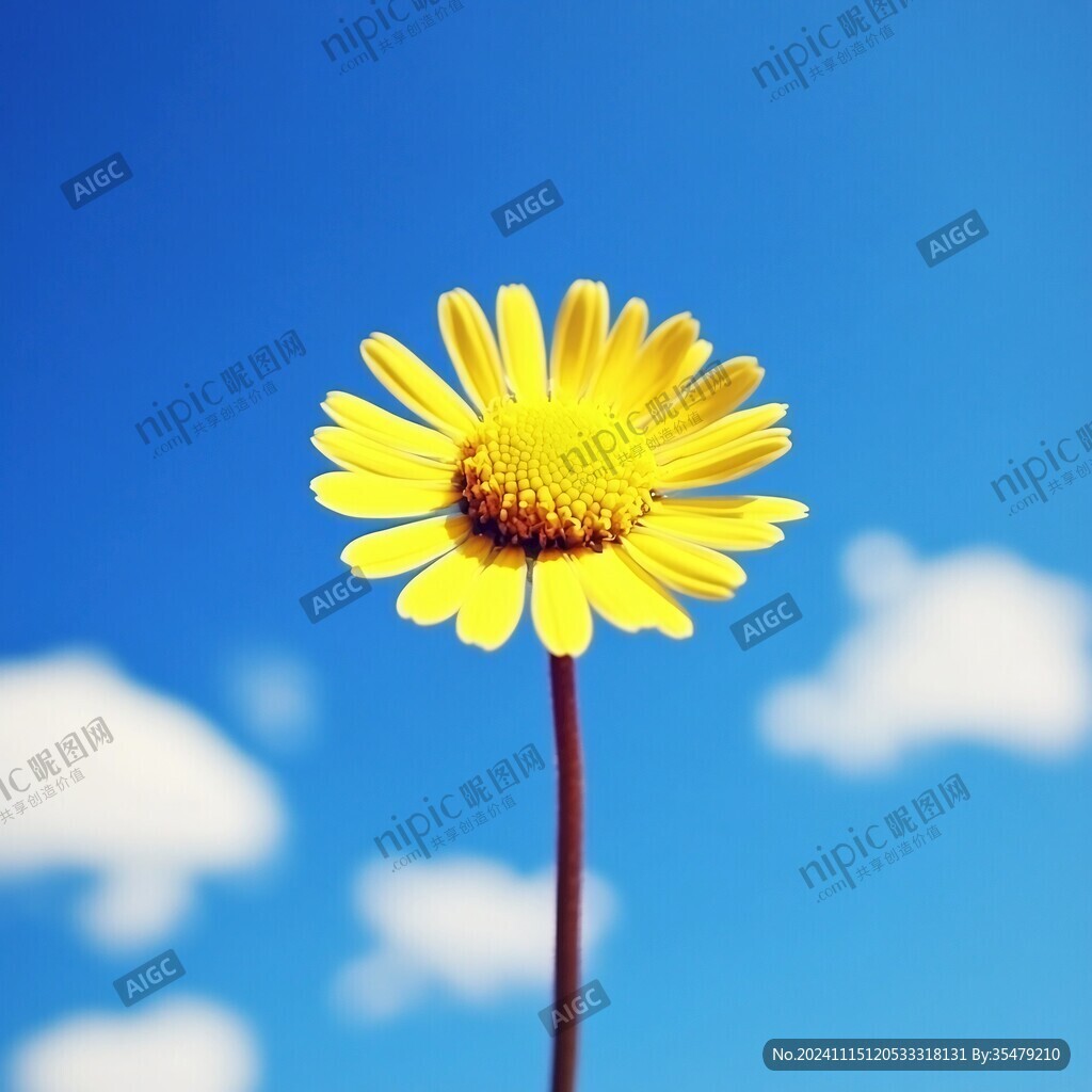 小雏菊天空