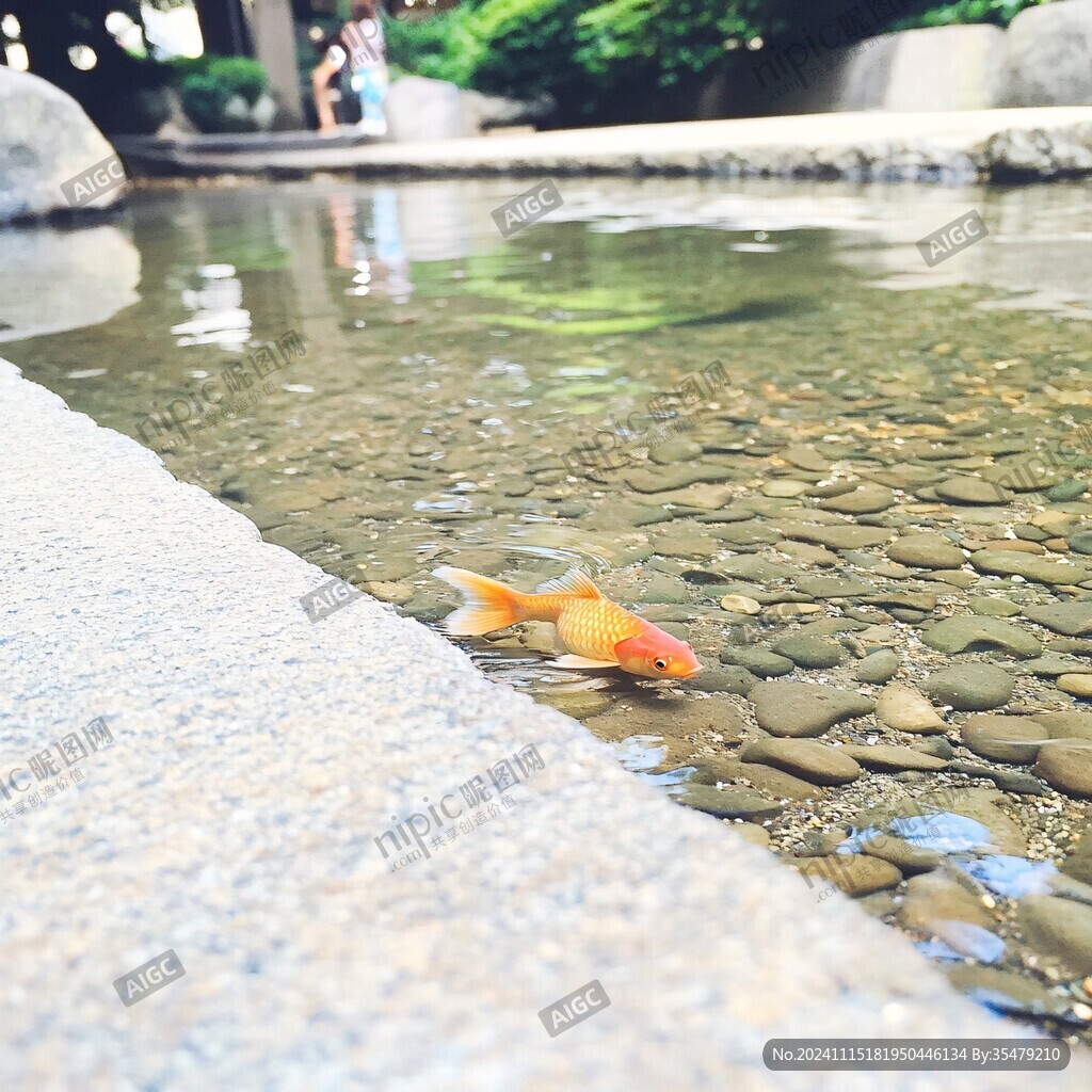 放生池金鱼