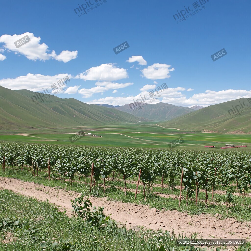 葡萄酒种植山水风光