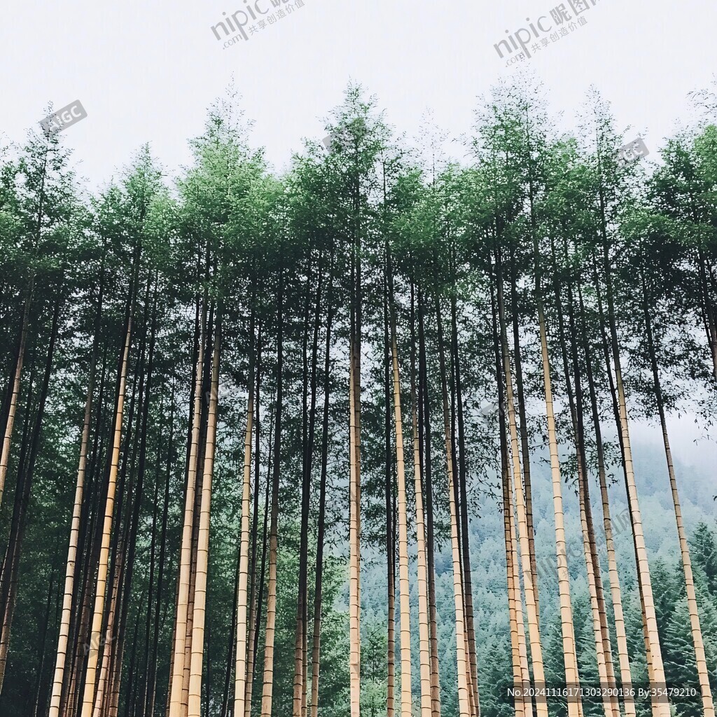 径山竹海